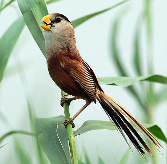 东江揽胜,惠州淡水常见鸟类图谱