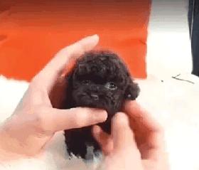 可爱可奶呆萌的小奶狗,可爱呆萌小奶狗