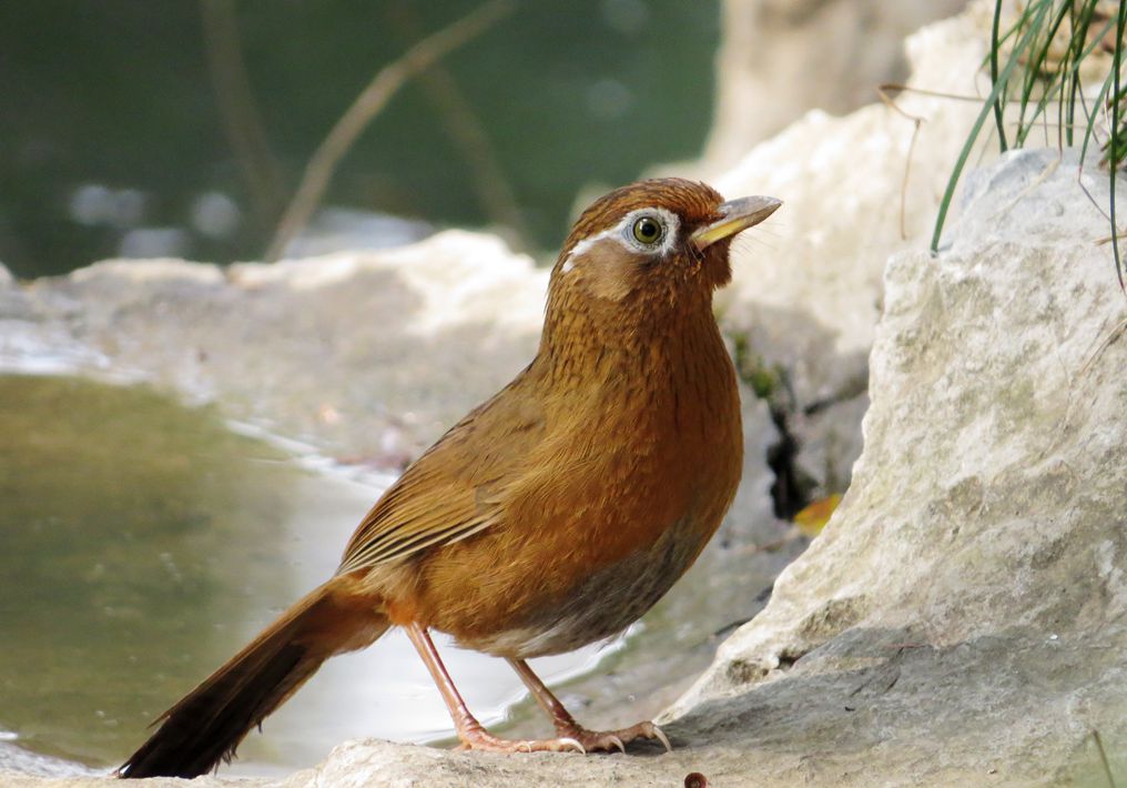 母画眉教程大全,画眉怎么用虱螨净