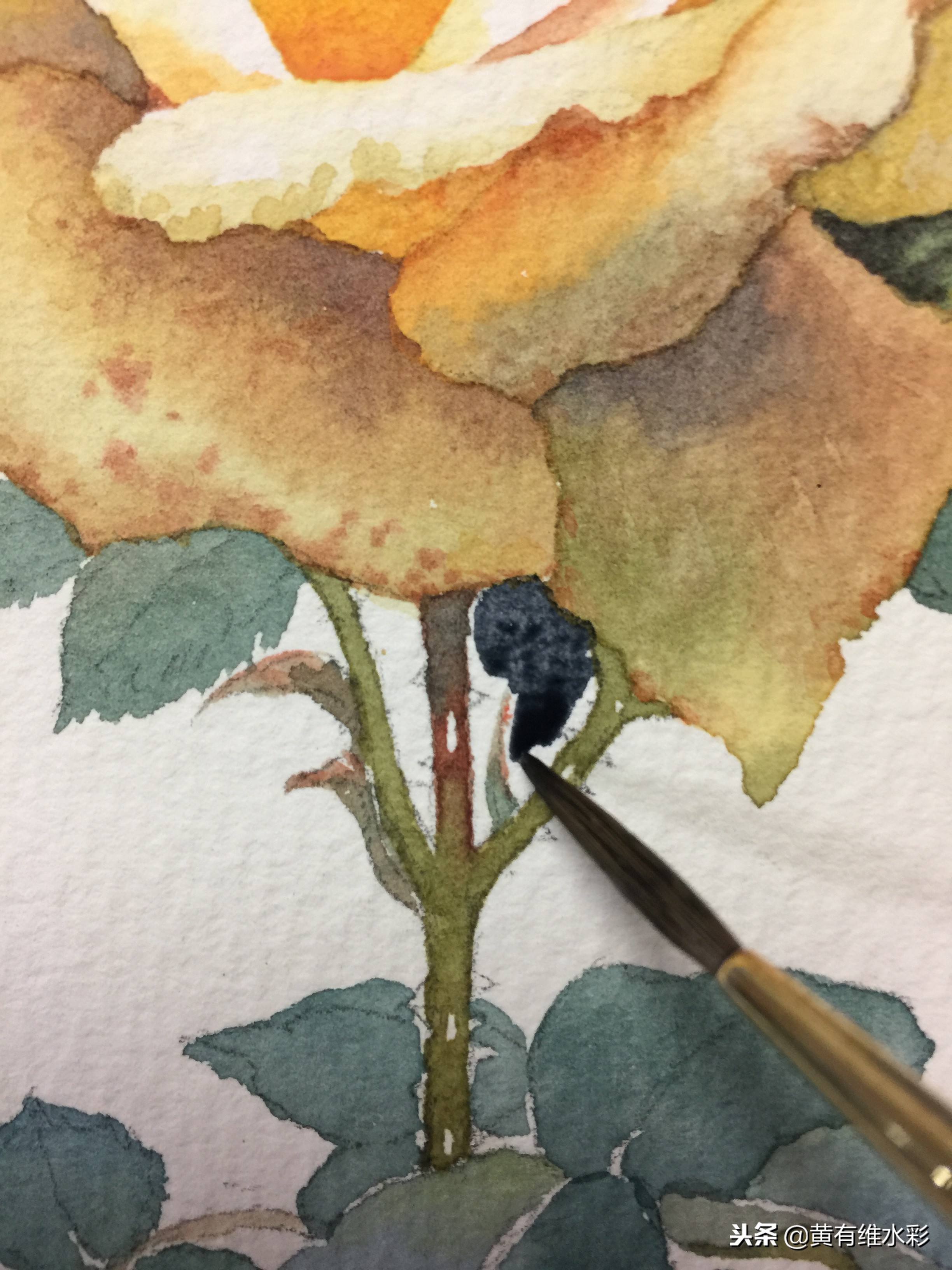 零基础入门水彩的基本画法,黄玫瑰水彩晕染