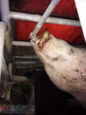 明白了“三分治疗，七分护理”这句话，让病猪治愈率提高80%