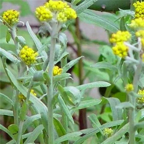 制作清明粿的野菜叫什么,清明节习俗做粿潮汕