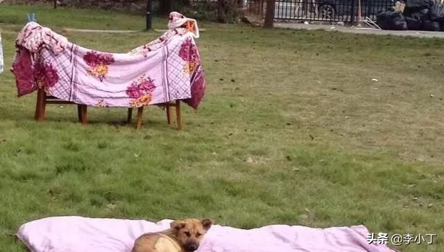 全网通缉的两条狗,全网通缉的狗