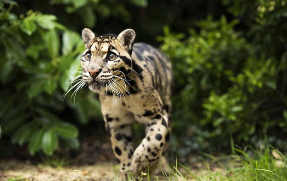 花豹捕食猎豹全过程,猎豹牛羚捕杀技巧