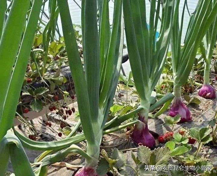 洋葱烂根,洋葱黄叶烂根是怎么了