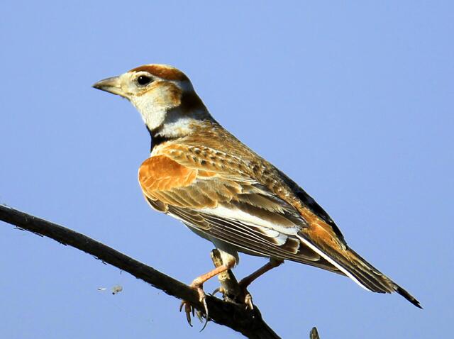 百灵鸟怎么喂才大叫,百灵鸟为什么要鸣叫