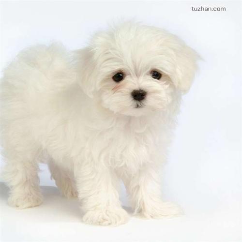 狗狗心理疾病的症状,狗狗会传染人哪些疾病