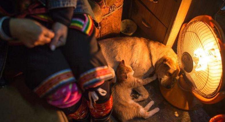 狗狗也怕冷可以怎样帮助狗狗过冬,狗狗怕冷吗冬天