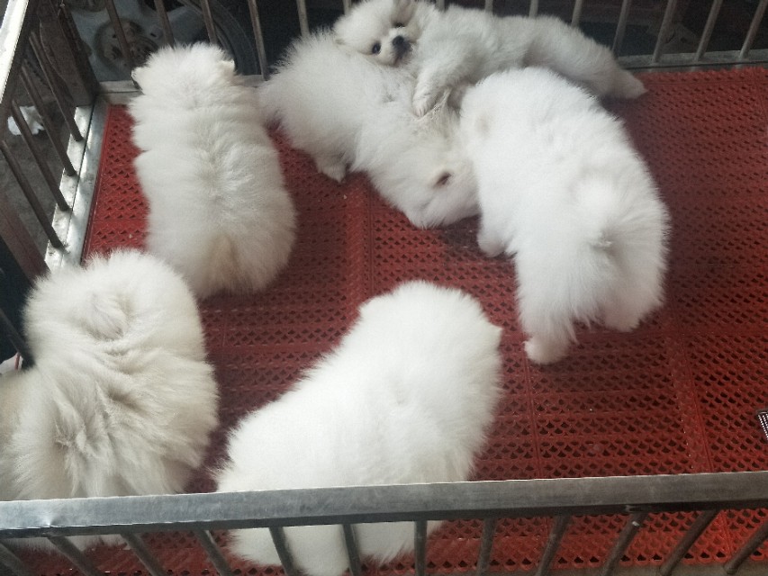 小伙去狗场抓德牧,开封狗市抓狗