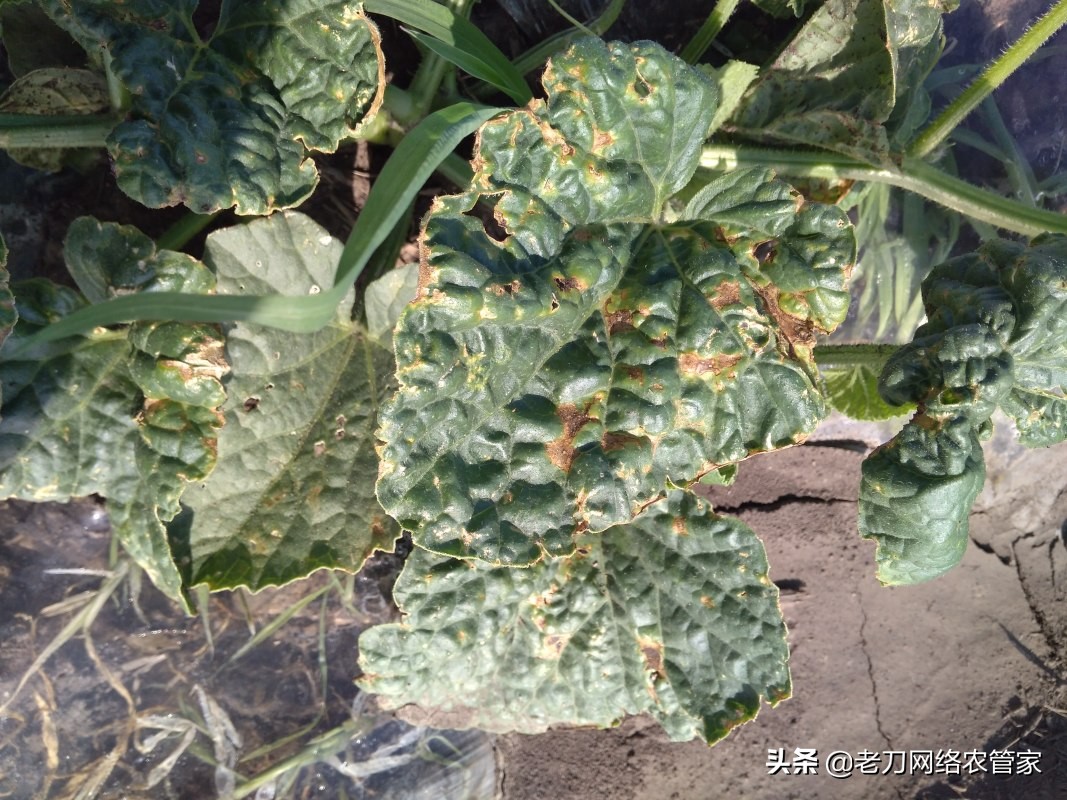甜瓜黑星病用什么药,甜瓜苗期黑星病症状