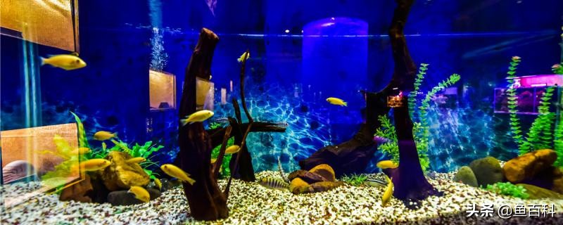 鱼缸杀菌盐能和硝化细菌一起用吗,鱼缸开缸加盐和硝化菌