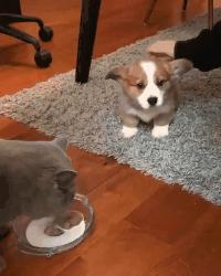 狗狗肚子着凉会一抽一抽的怎么办,狗狗肚子着凉拉稀是什么颜色