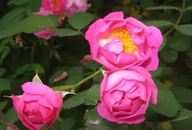 玫瑰花有哪些品种,玫瑰花有哪些品种大全