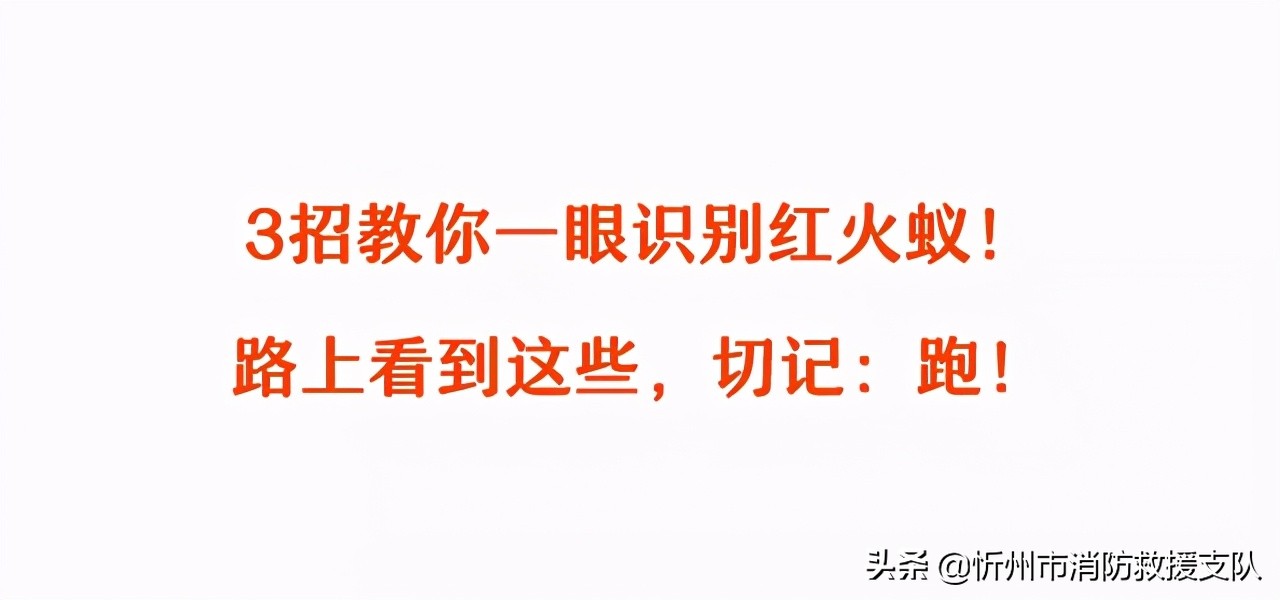 食人蚁袭击人类,一口气看完食人蚁袭击人类