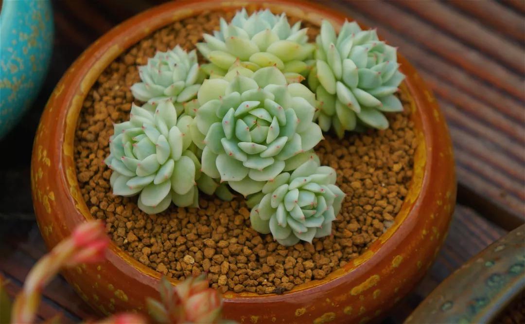 最全多肉图鉴大全,图鉴植物