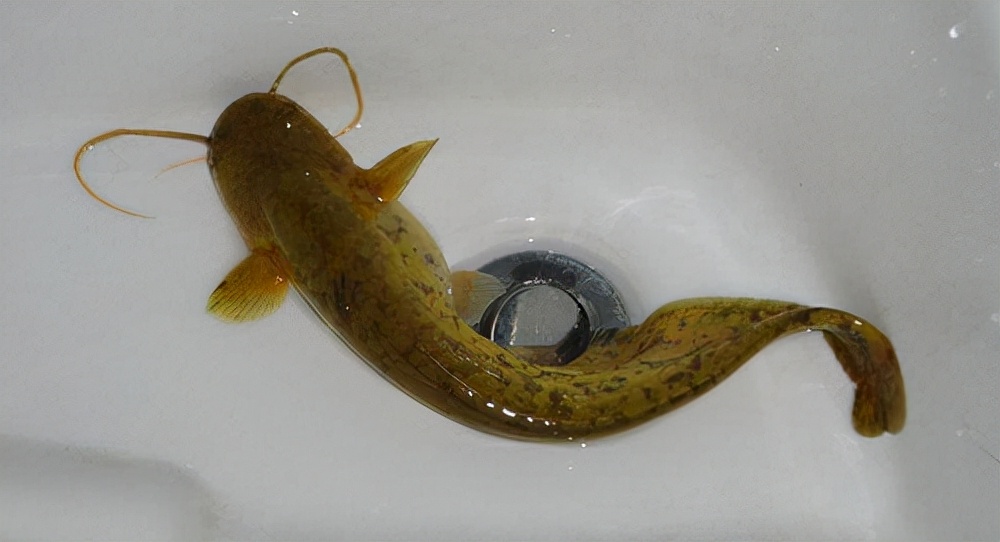 亚马逊河最凶猛的是什么,亚马逊森林人类禁区