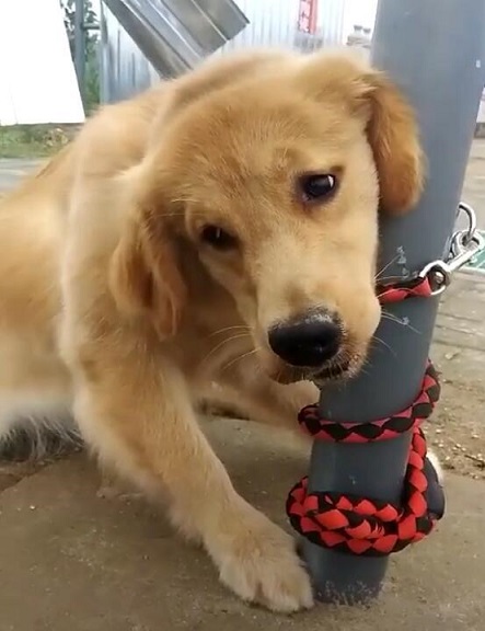 训练兴奋狗狗,训练犬的兴奋方法