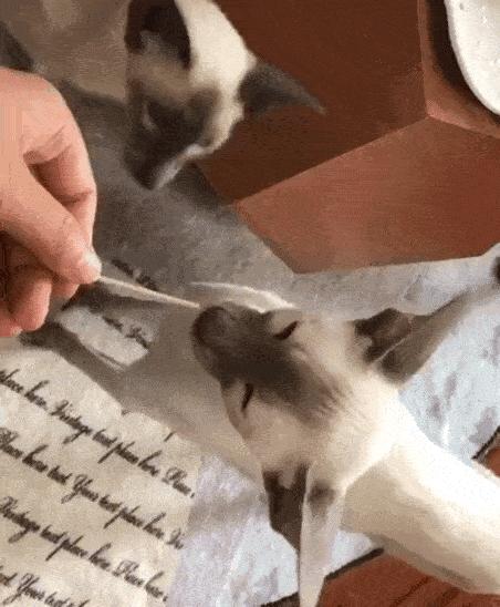 我们败了两款新型“猫*品毒**”孝敬主子，你猜哪种比较受猫欢迎？