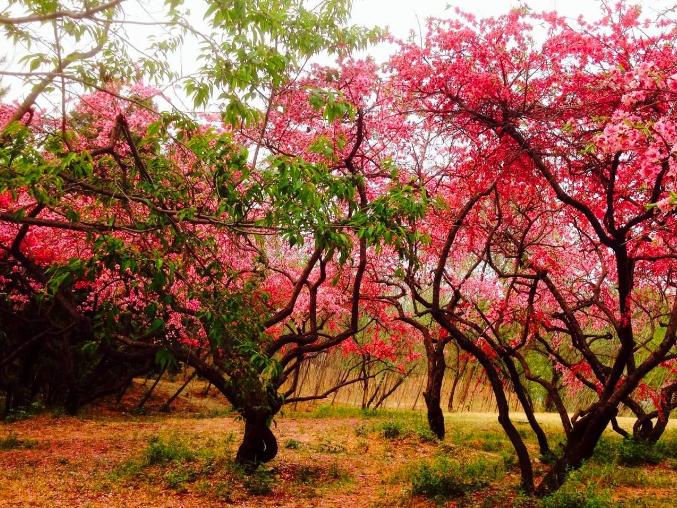 梅花树苗地面种植方法,怎么才能种梅花树