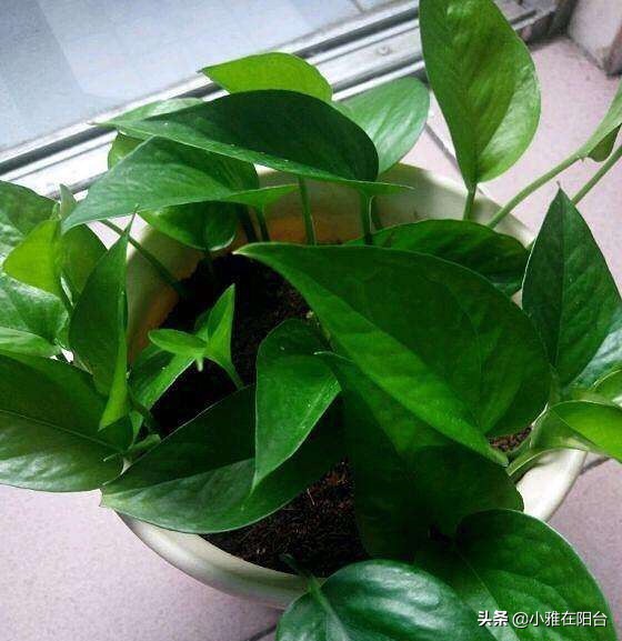 绿萝几个月没有浇水根部发黑,绿萝叶子蔫了变软发黑是什么原因