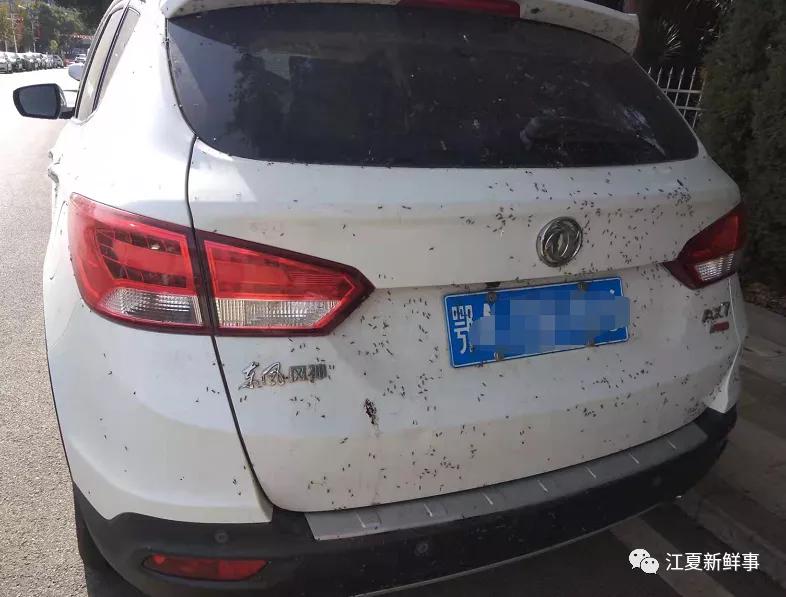 武汉汤逊湖畔的庙山，众多小区摇蚊密集扎堆！该如何治理？