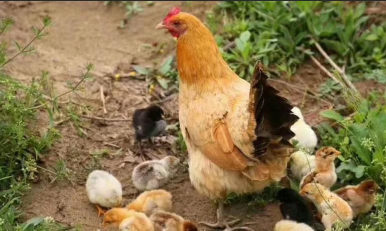 春天的春字怎么写好看,李春天的春天电视剧