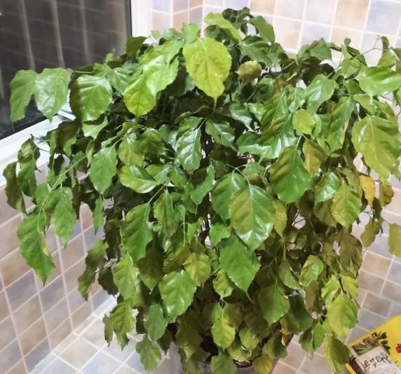 幸福树叶子发黄干枯长霉怎么补救,幸福树叶子发黄干枯怎么补救