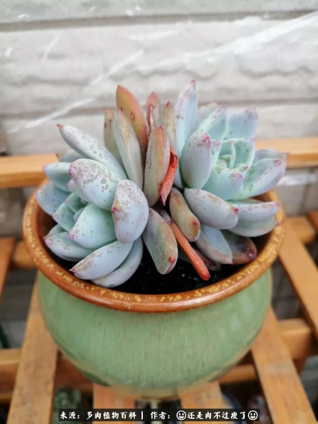 日照弘一法师,日照法师请师父