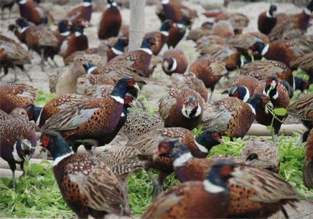 农村养跑山鸡创业,农村养山鸡致富
