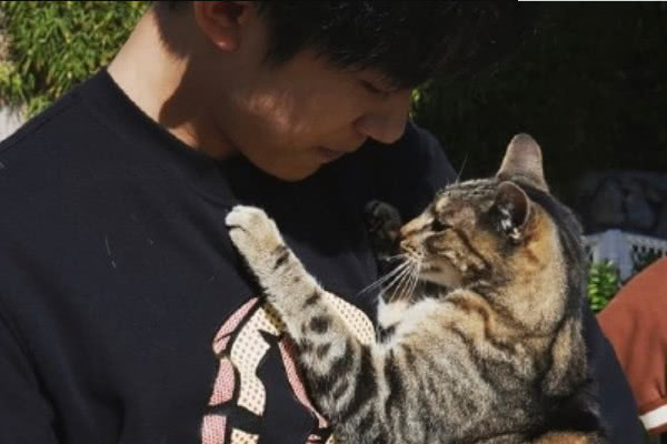 男明星为何喜欢养猫,为什么都说男生不能养猫