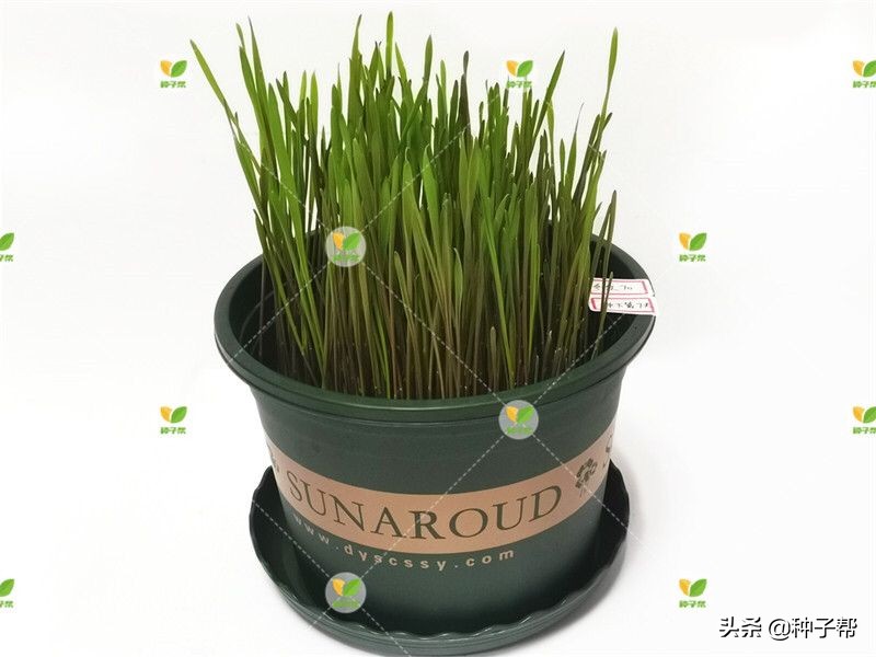 进口黑麦草多少钱一斤,进口蓝标黑麦草草籽价格