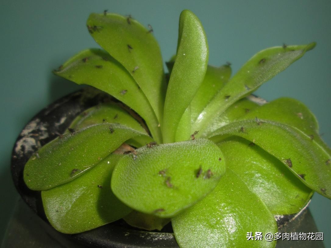 花卉招了小飞虫不用怕,这样处理,飞虫不见了