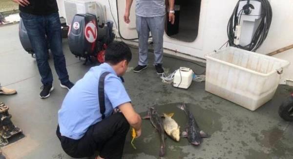 鲫鱼一亩收入多少,鲫鱼一亩养殖利润