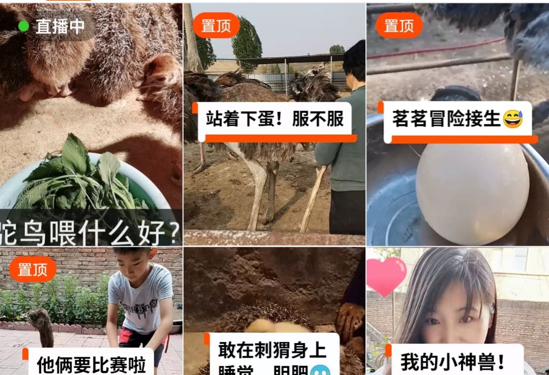 养殖鸵鸟的真实经历,鸵鸟养殖全过程视频