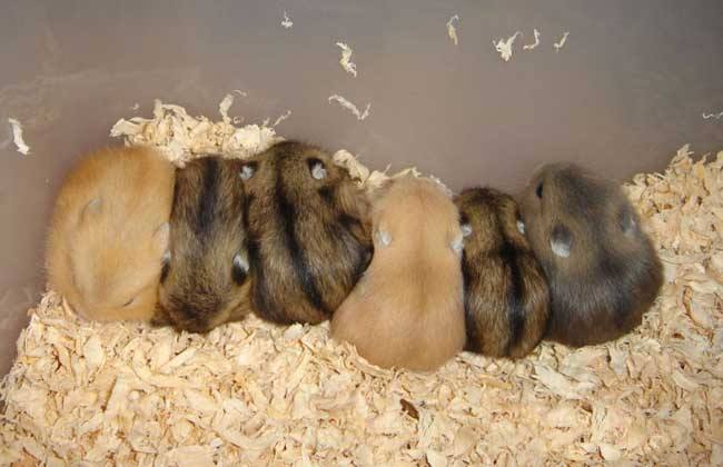 宠物养什么好玩又便宜,便宜又适合懒人养的小众宠物