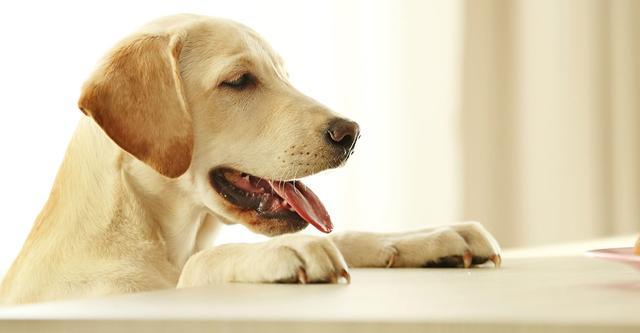 狗界什么狗好看,十种最不值得养的狗