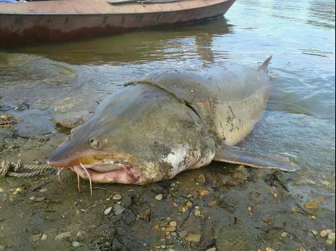 渔民意外捕获300斤达氏鳇,达氏鳇到底生活在哪里