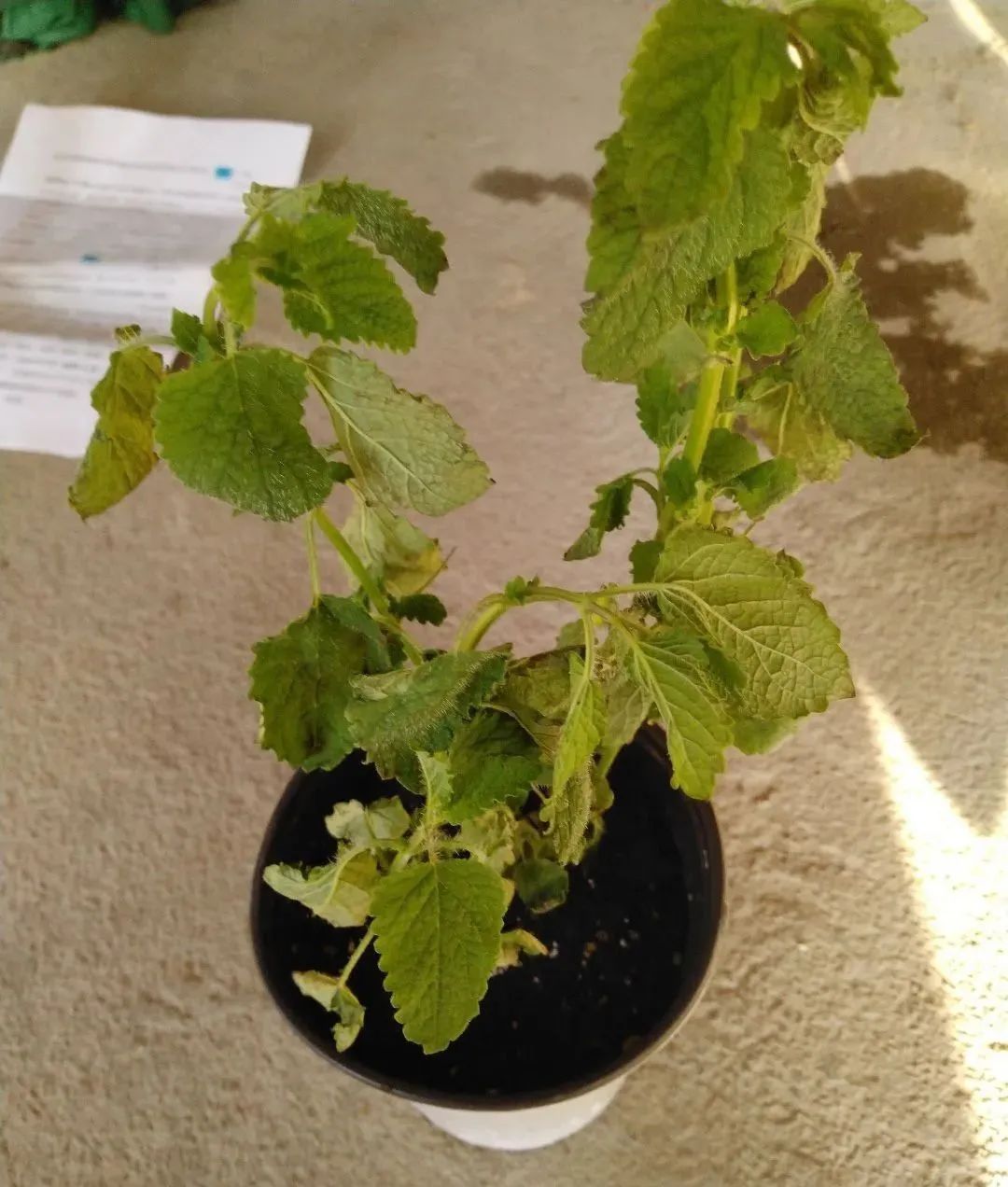 夏天被紫外线晒伤怎么办,夏天植物晒伤了怎么办