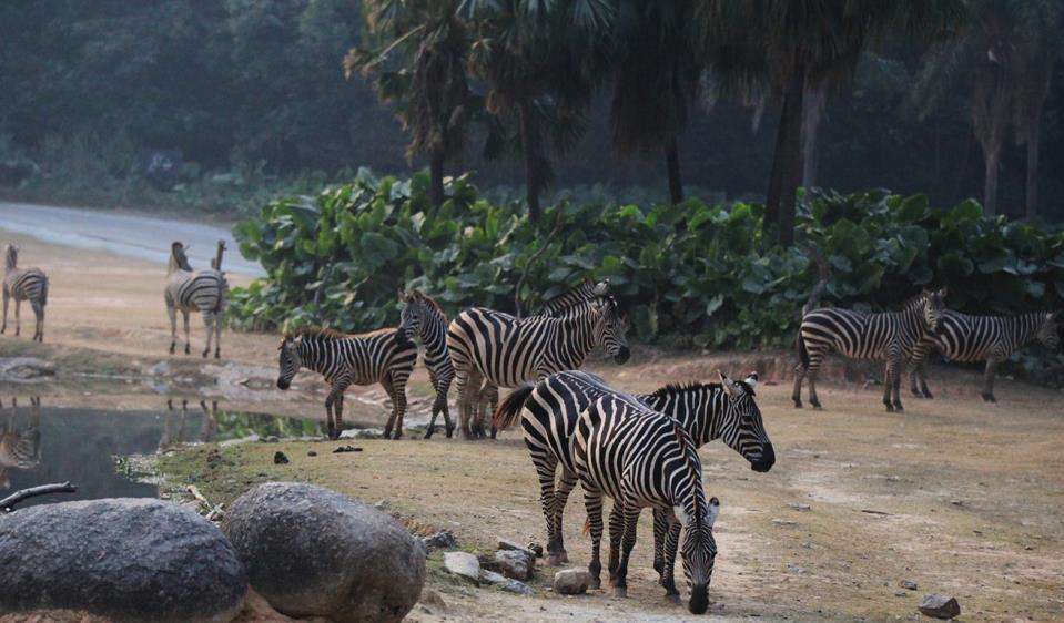 哪里有大熊猫动物园,哪些动物园值得看大熊猫