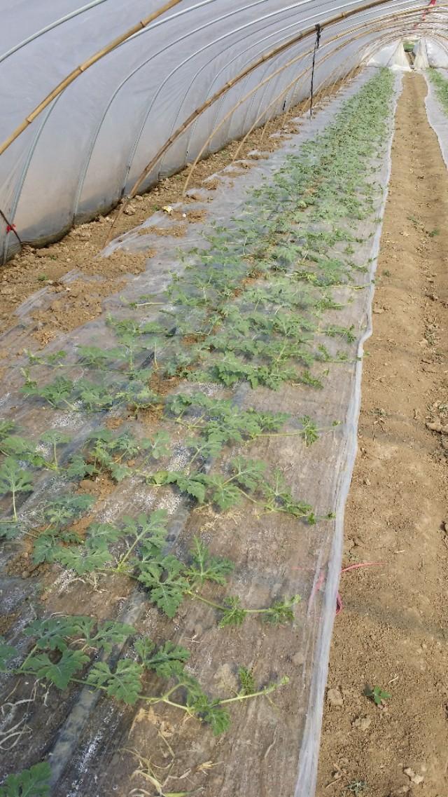 8424西瓜如何整枝打杈留瓜,8424的西瓜苗怎么整枝