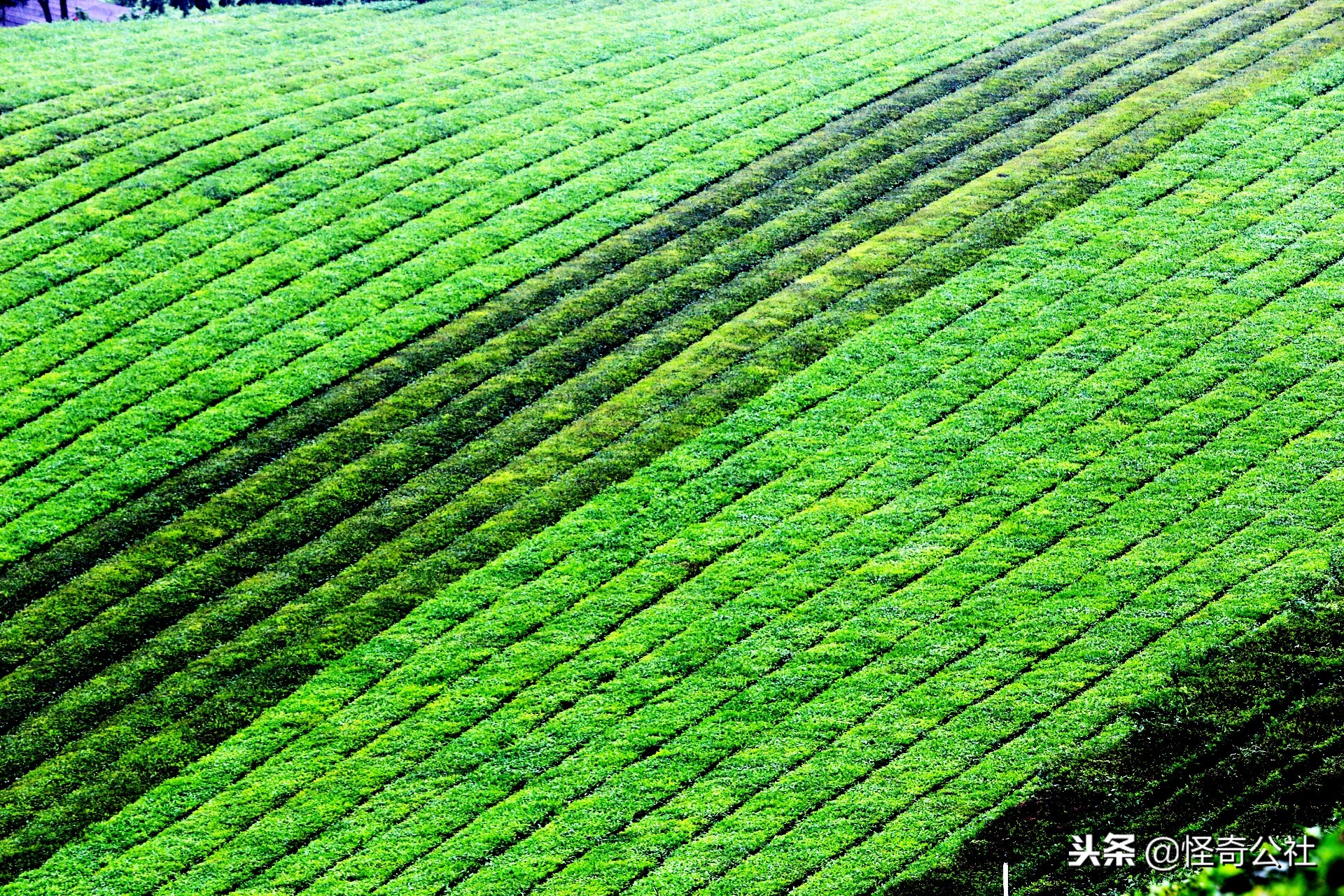 五盖山云雾贡茶历史渊源,高山云雾茶五指山红茶特点