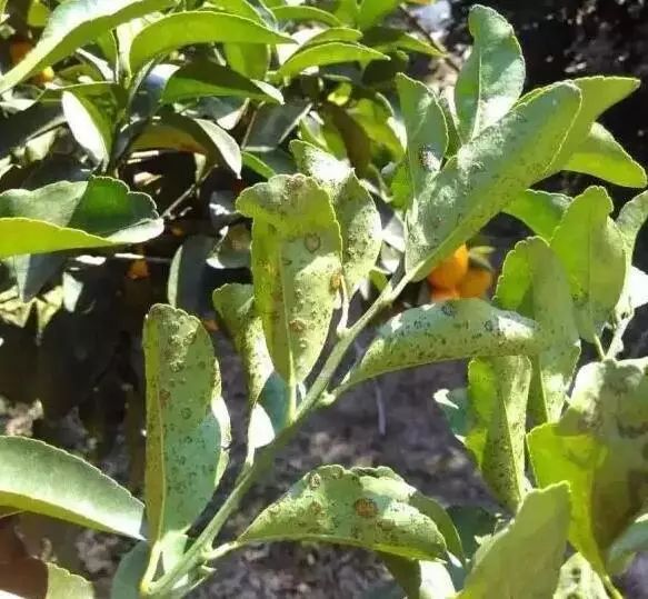 柑橘脂点黄斑病新梢会黄化吗,柑桔黄斑病和卷叶病用什么药