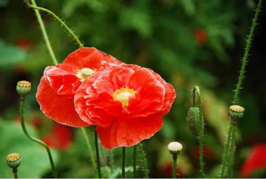 张北最美的景区是哪里,最美的草原自驾游路线攻略