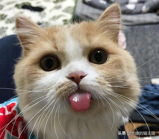 猫咪中暑的症状及治疗方法,猫咪中暑了怎么办最快解决方法