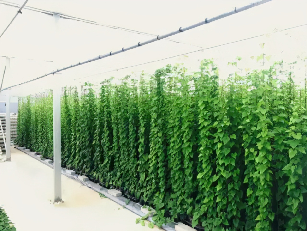 吃了那么多年山药，原来只是在吃菜，不懂山药真的买不到好山药