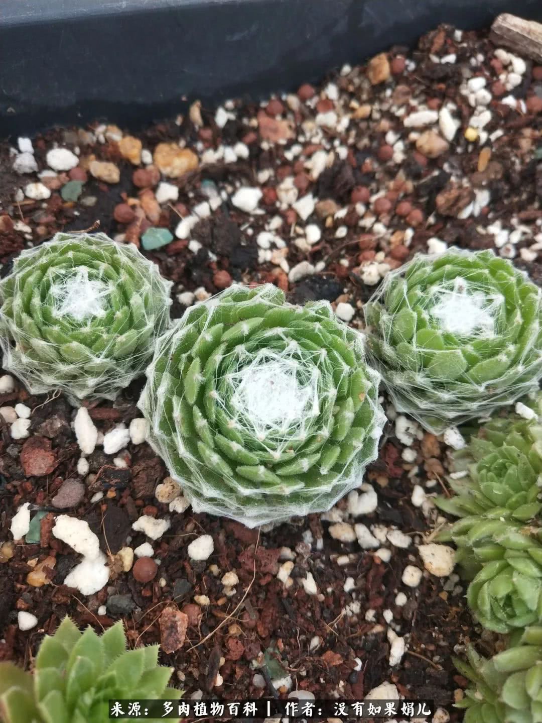 明人不说暗话，我为多肉而来！