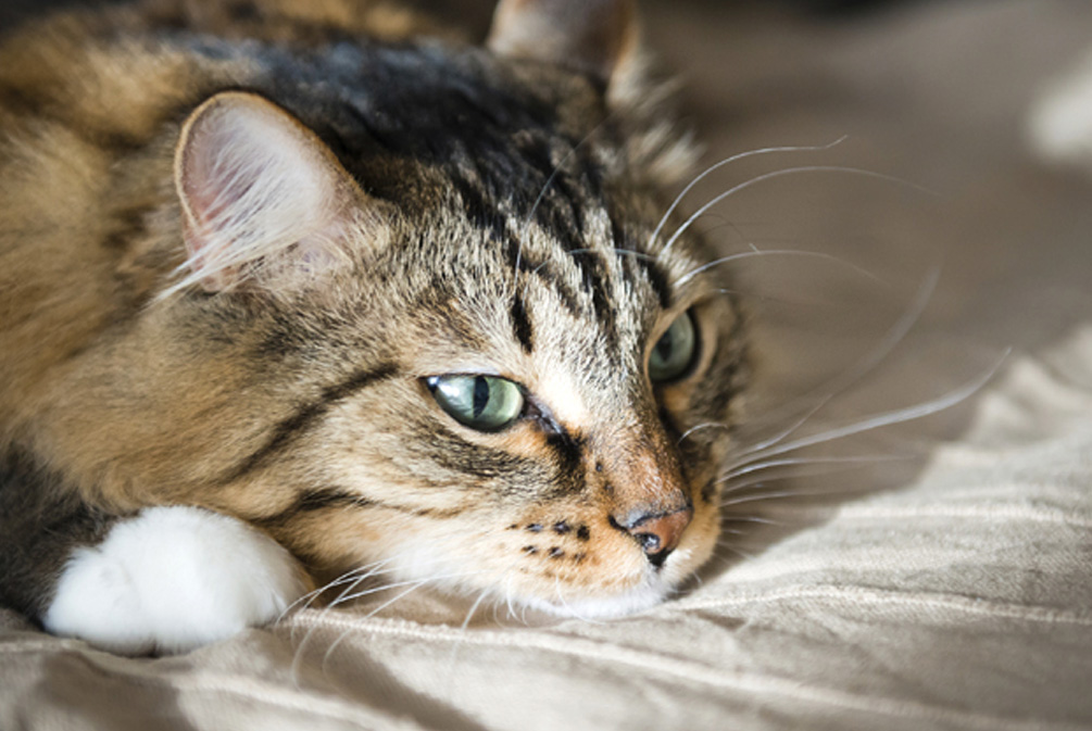 猫鼻子干燥嗜睡无精神不吃饭,猫鼻子干燥是什么原因