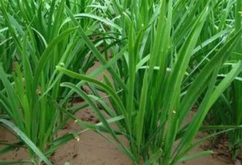 夏天韭菜发黄打什么药,韭菜容易黄有什么办法弄