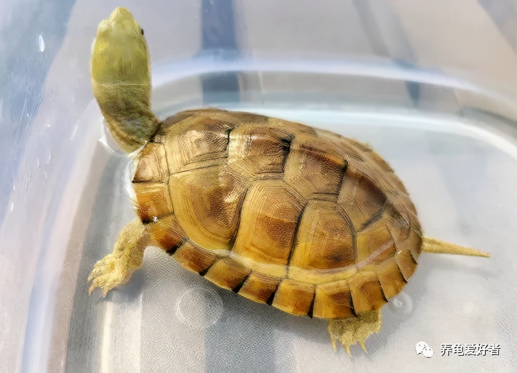 你以为的养龟vs现实中的养龟,古法养龟养什么龟好