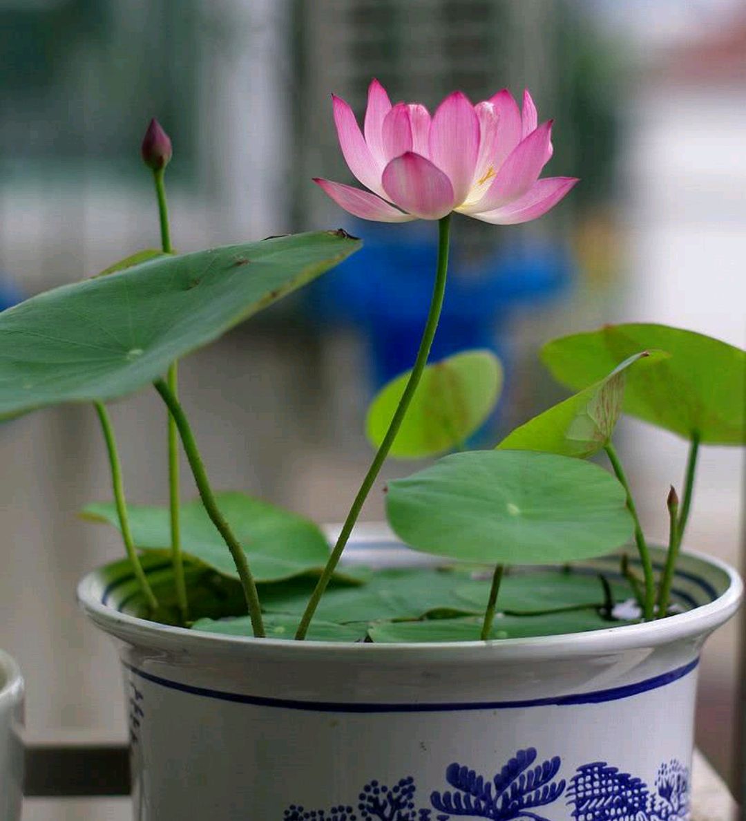 一年四季不死的十种花水养,浇水过多死的植物